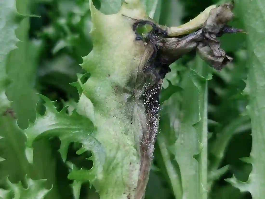 Botrytis rotting the base of an endive leaf with grey fungal growth