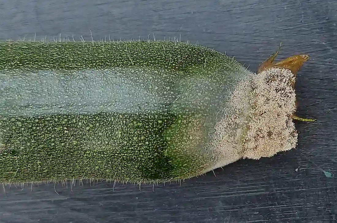 Rotting the flower end of a courgette with tan fungal growth
