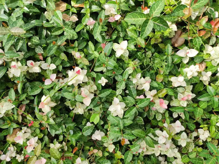 Ground Cover — Gardening Guider