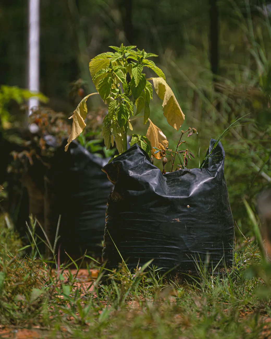 Bags For Gardening — A close-up of a young plant sprouting in a black grow bag outdoors.