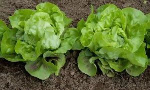 Grow Bags for Gardening: Sizes, Benefits & How to Use Them