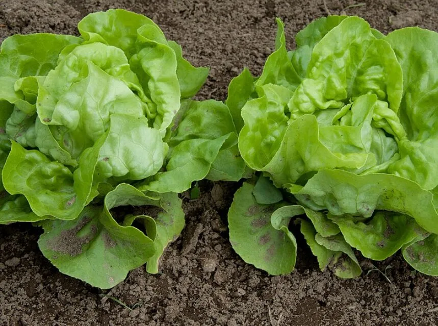 Vegetables growing in fabric grow bags on a terrace