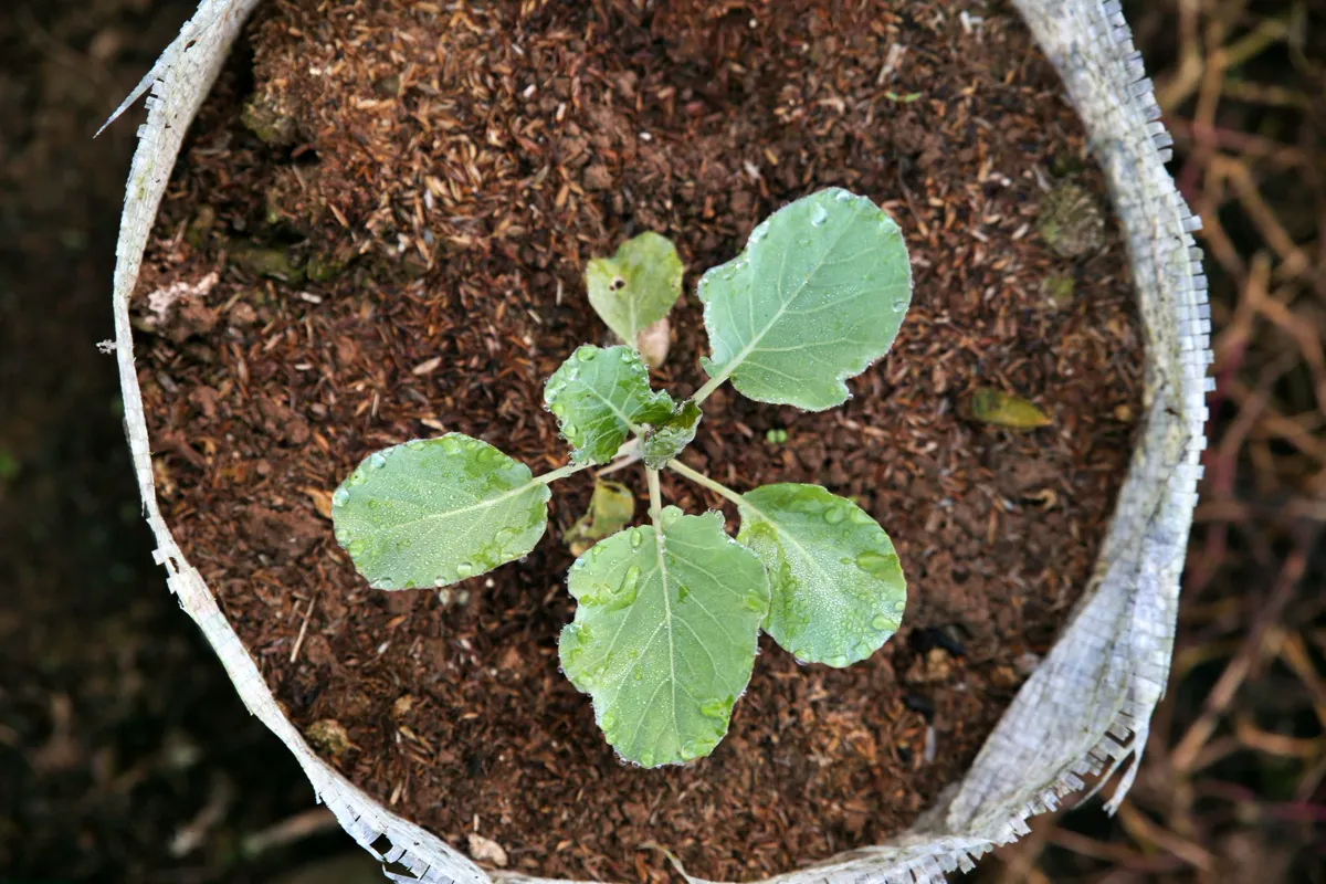 Fresh leafy plant in a grow bag seen from above, symbolizing growth.