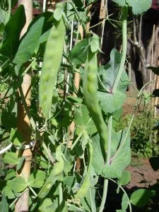 How to Grow Peas (Sweet, Early & Easy)