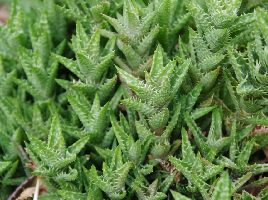 Haworthia succulent rosettes