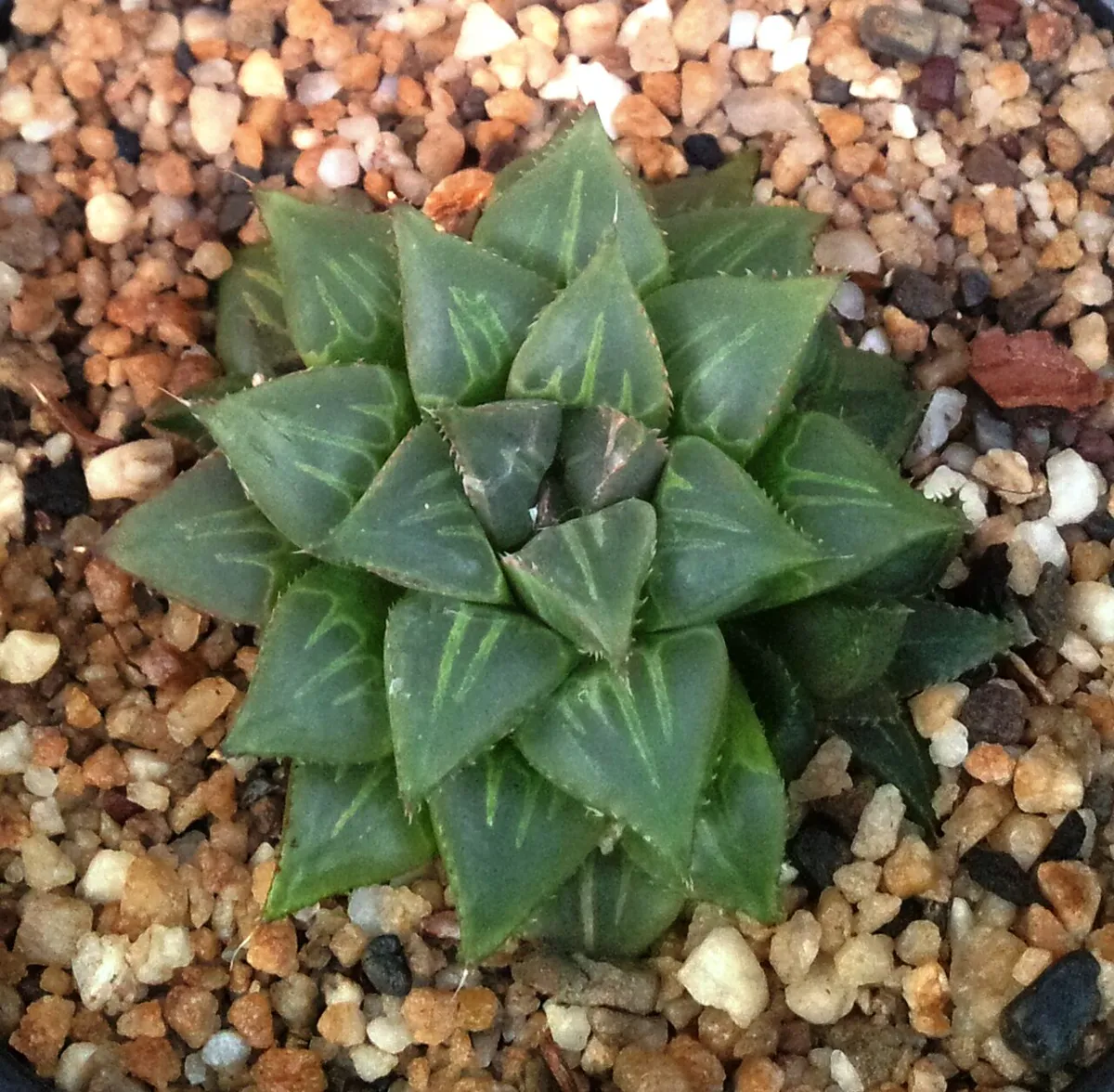 Haworthia mirabilis rosette in gravel.