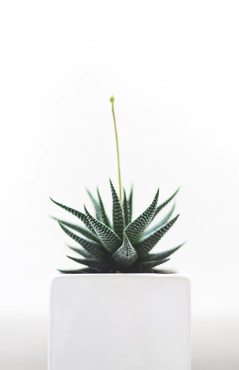 Zebra haworthia succulent in a white pot.