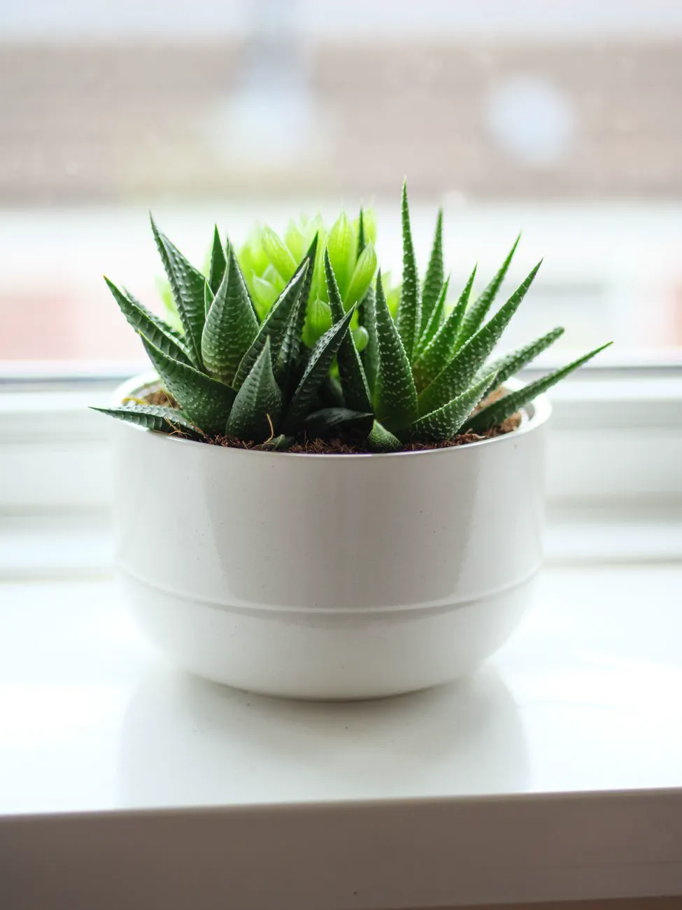 A bright green haworthia succulent in a white ceramic pot on a sunlit windowsill.