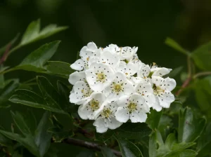 How to Grow Hawthorn