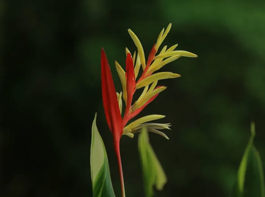 Heliconia