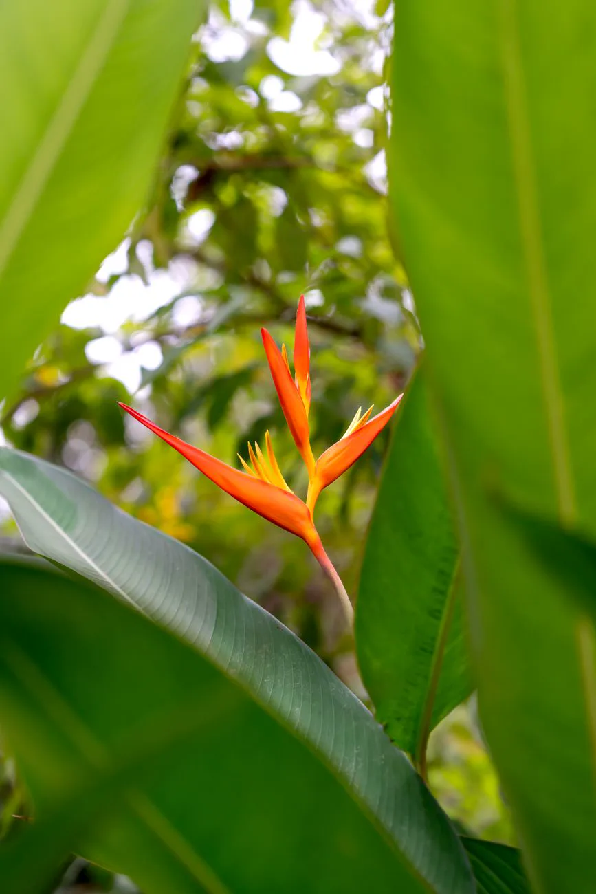 Close-up of a Heliconia flower surrounded by green leaves in a tropical.