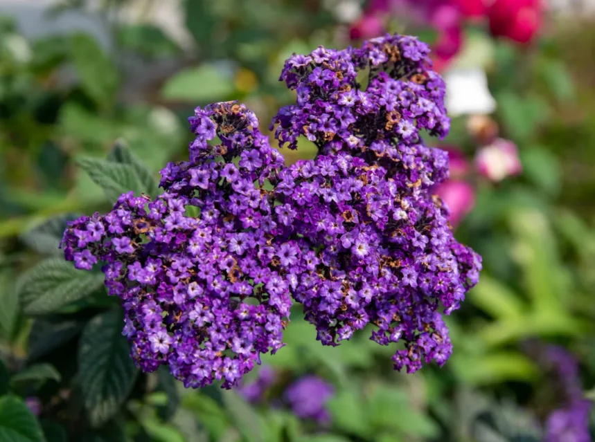 Heliotrope