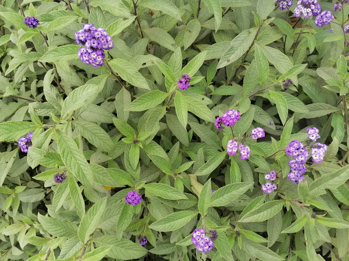 Heliotrope — purple heliotropium arborescens flowers blooming in a Lima.