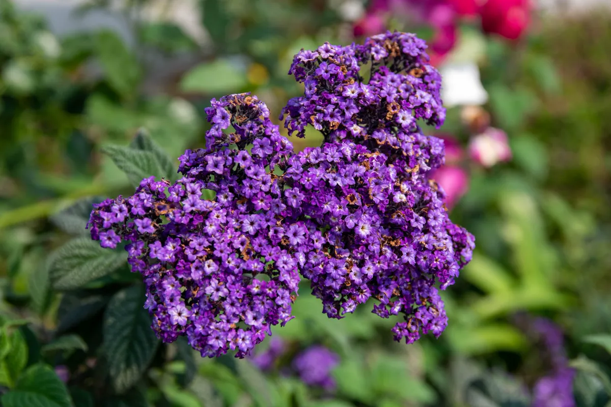 Dense purple heliotrope flower clusters in a garden bed