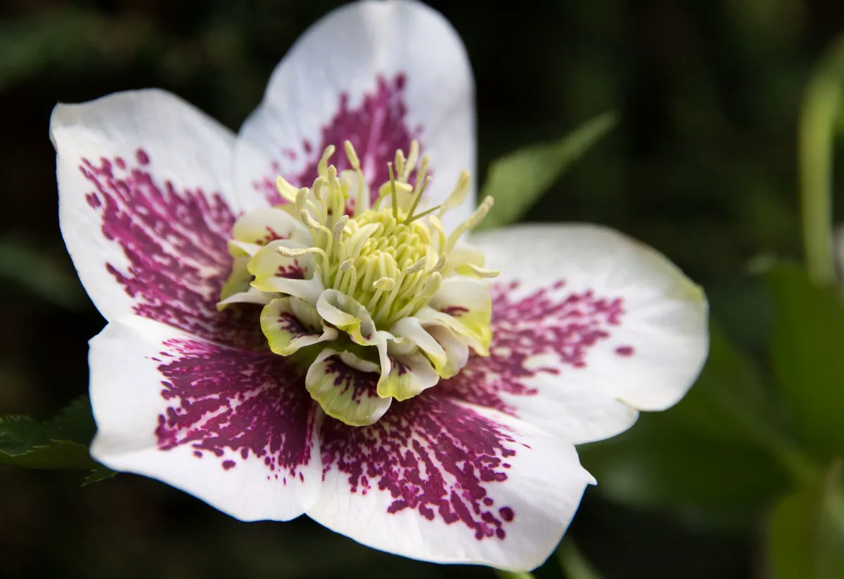 How to grow hellebores — nodding Lenten rose flowers in a shaded winter border