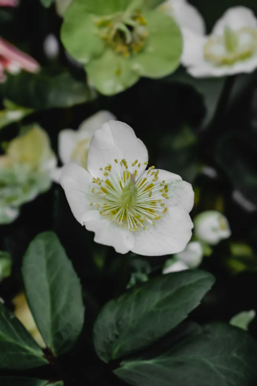A white hellebore flower with stamen surrounded by green leaves.
