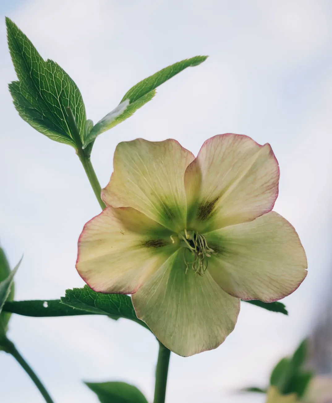 Close up of a hellebore flower displaying its delicate petals against a bright sky.