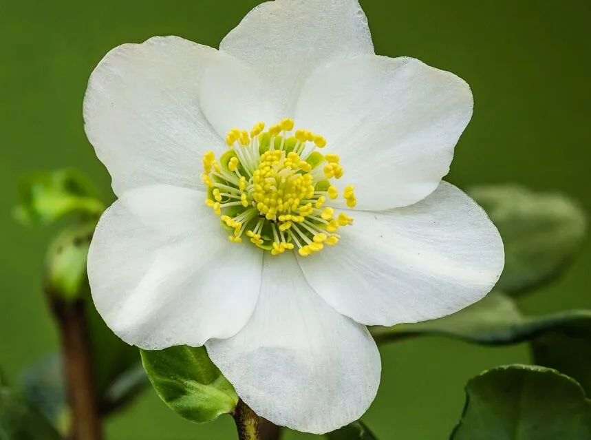 Hellebores