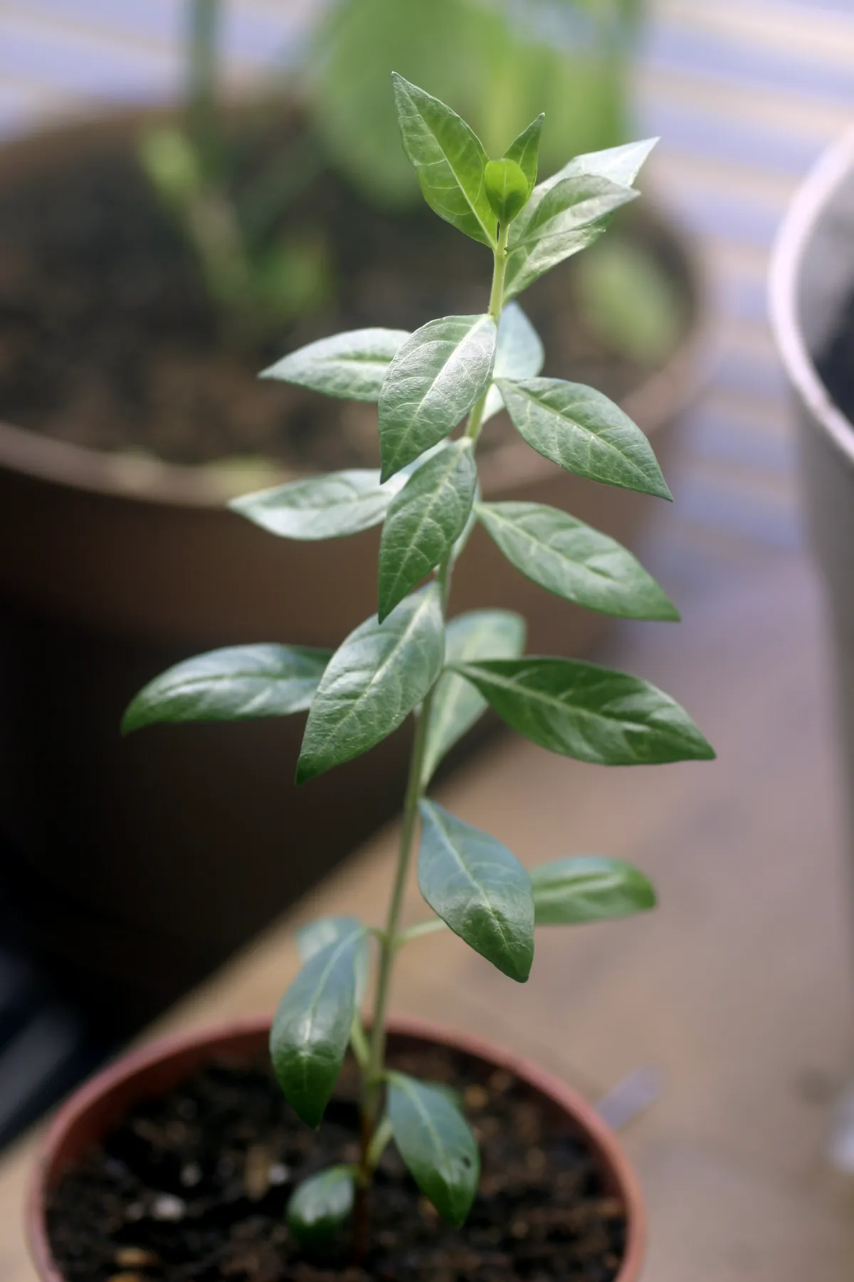 Henna — Small Lawsonia inermis.