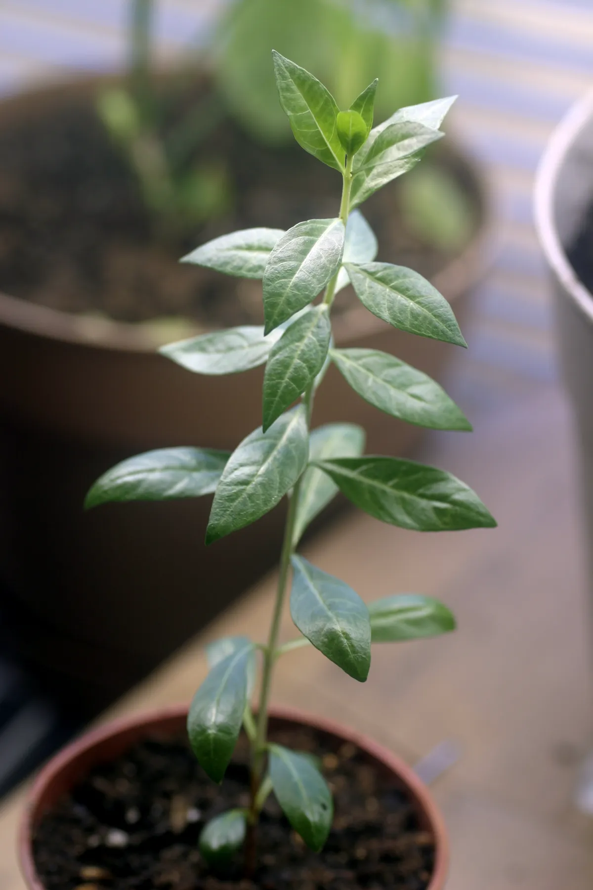 Young henna shrub with slender branches and small paired leaves