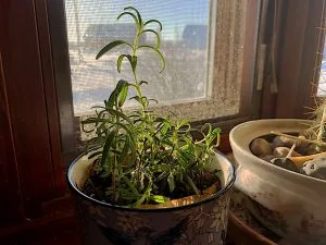 How to Grow Herbs Indoors (Year-Round Fresh Herbs Made Easy)