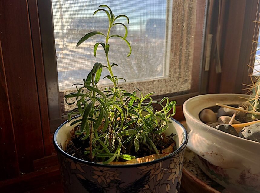 Herbs indoors
