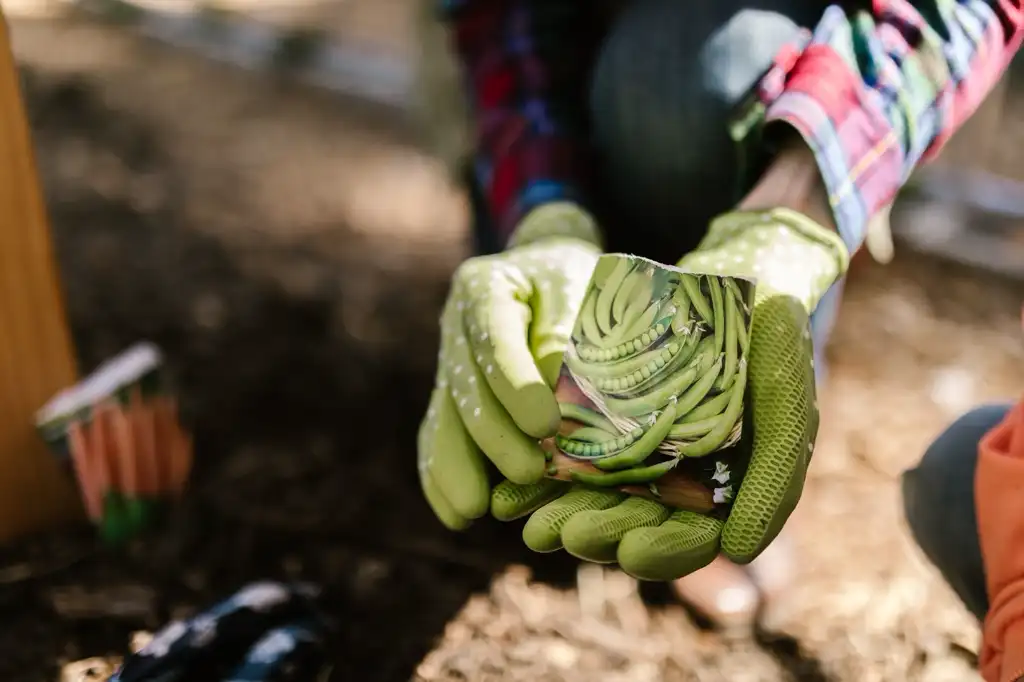 Gardener holding a pea seed packet in gloved hands.