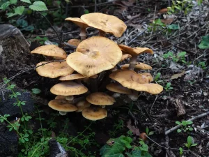 Honey Fungus