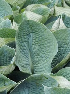 How to Grow Hostas (Lush Shade Foliage, Year After Year)