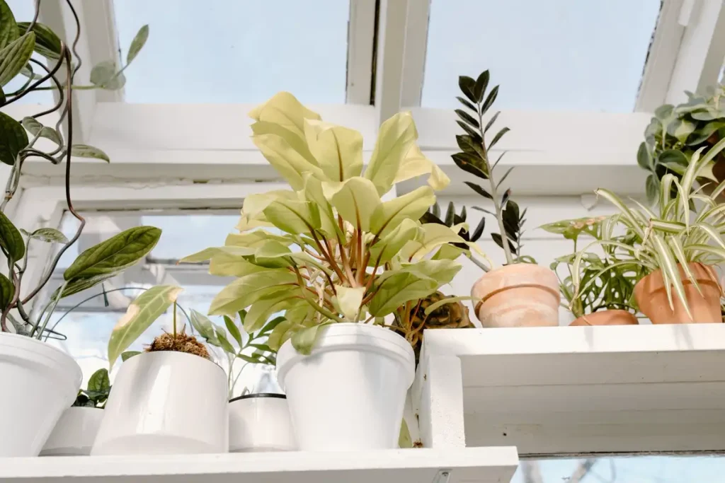 Houseplants — Gardening Guider