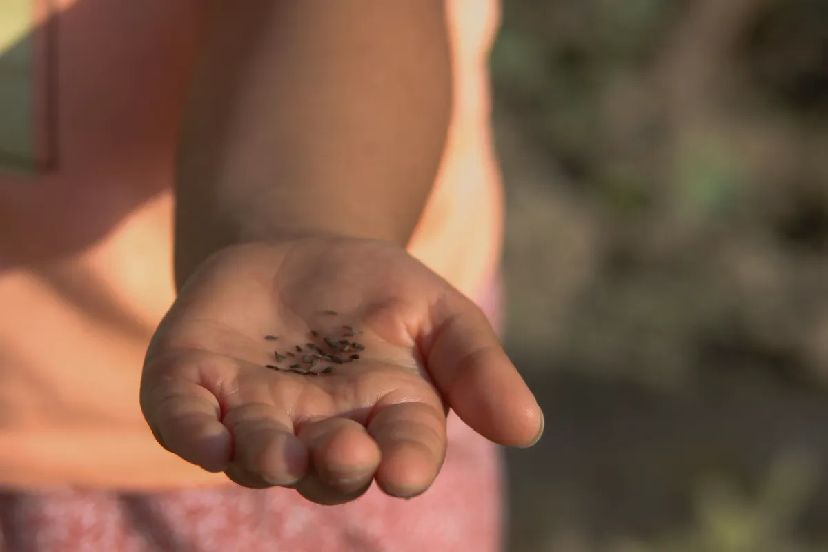 How Long Do Seeds Last — A young person holds small seeds in their palm.