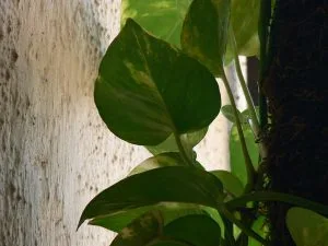 How to Fertilize Houseplants (Without Killing Them)
