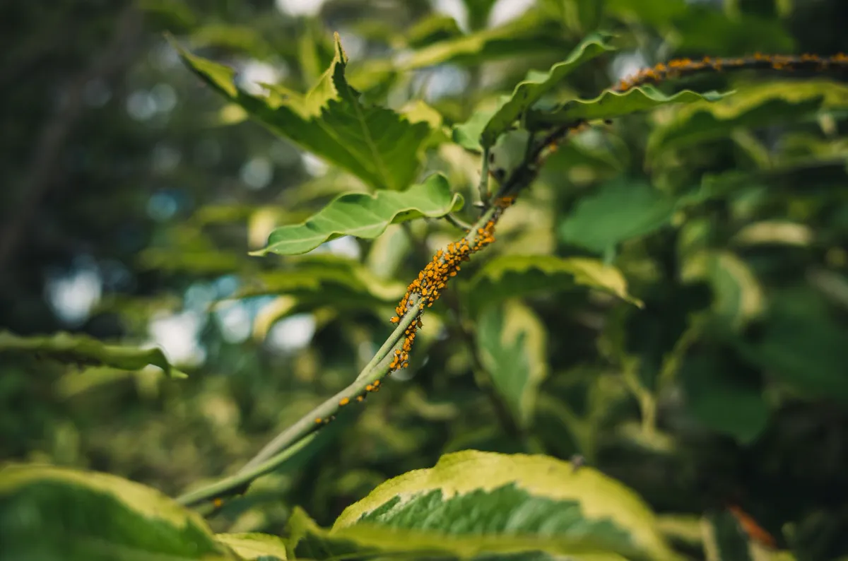 Get Rid Of Aphids — Detailed close-up of green leaves infested by orange aphids.
