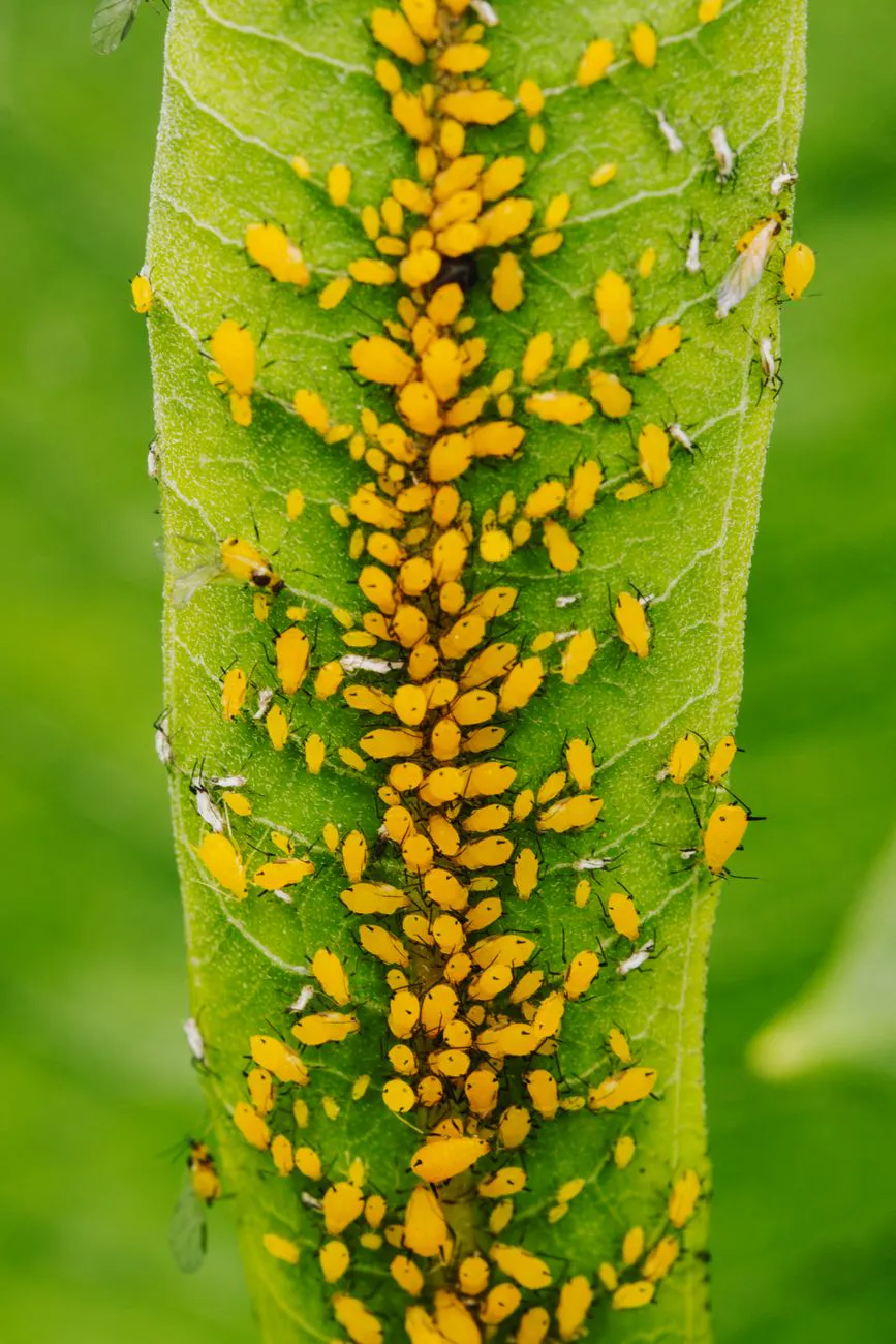 Macro photo capturing a dense colony of yellow aphids feeding on a green.