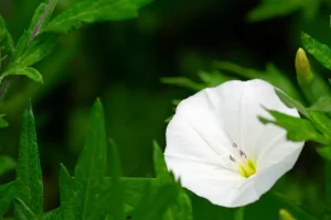 How to Get Rid of Bindweed