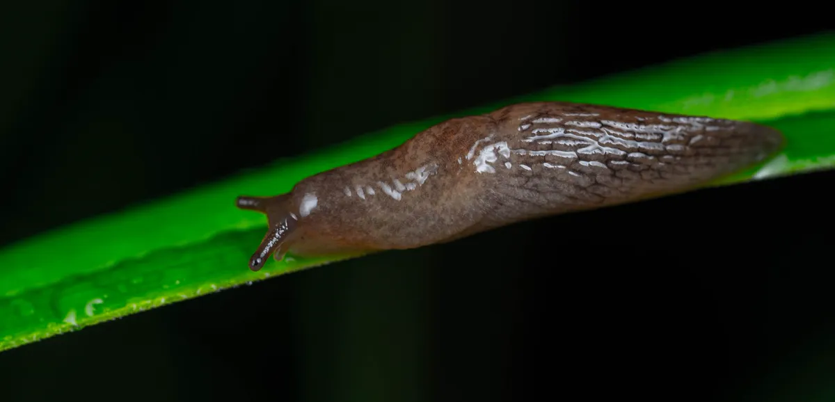 Close-up of a brown slug gliding on a wet green leaf.