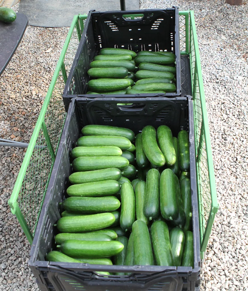 Freshly harvested cucumbers.