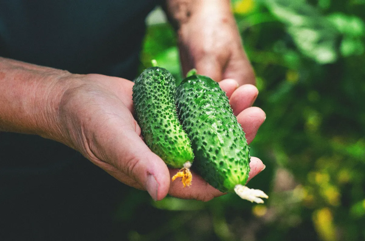Close-up of fresh garden cucumbers held by hands, symbolizing healthy eating and organic.