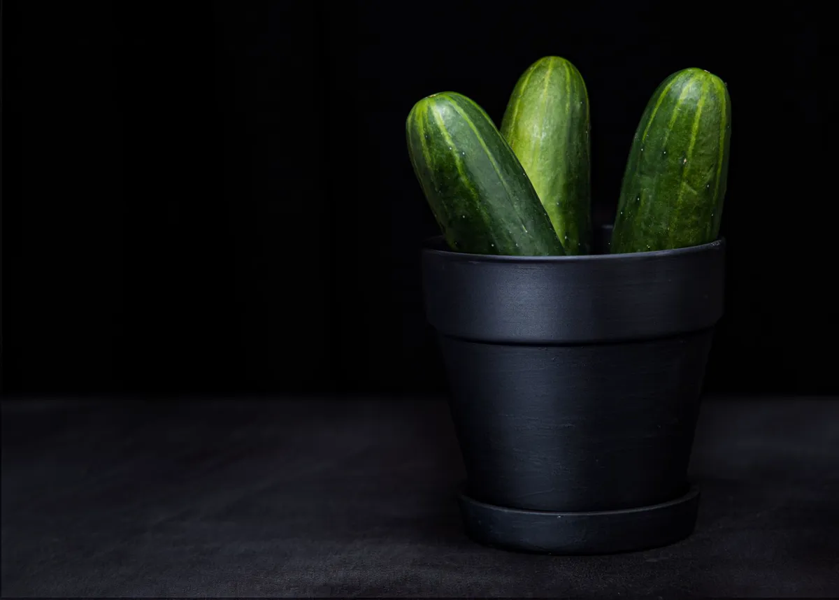 Minimalist arrangement of fresh cucumbers in a black pot.