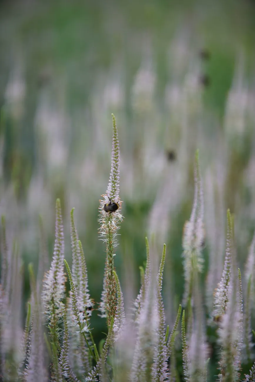 Culvers Root — Bumblebee perched on Veronicastrum virginicum flower spike in a meadow.