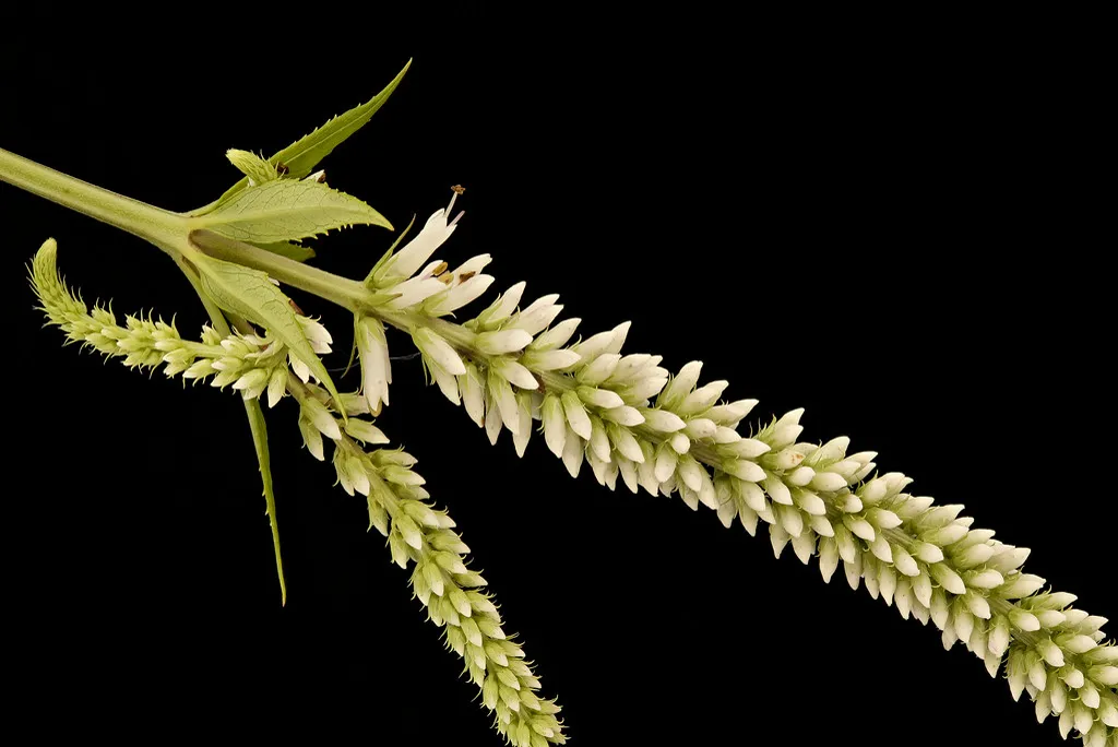 Veronicastrum virginicum, Culver's Root, GFG, Howard County, Md, Helen Lowe.