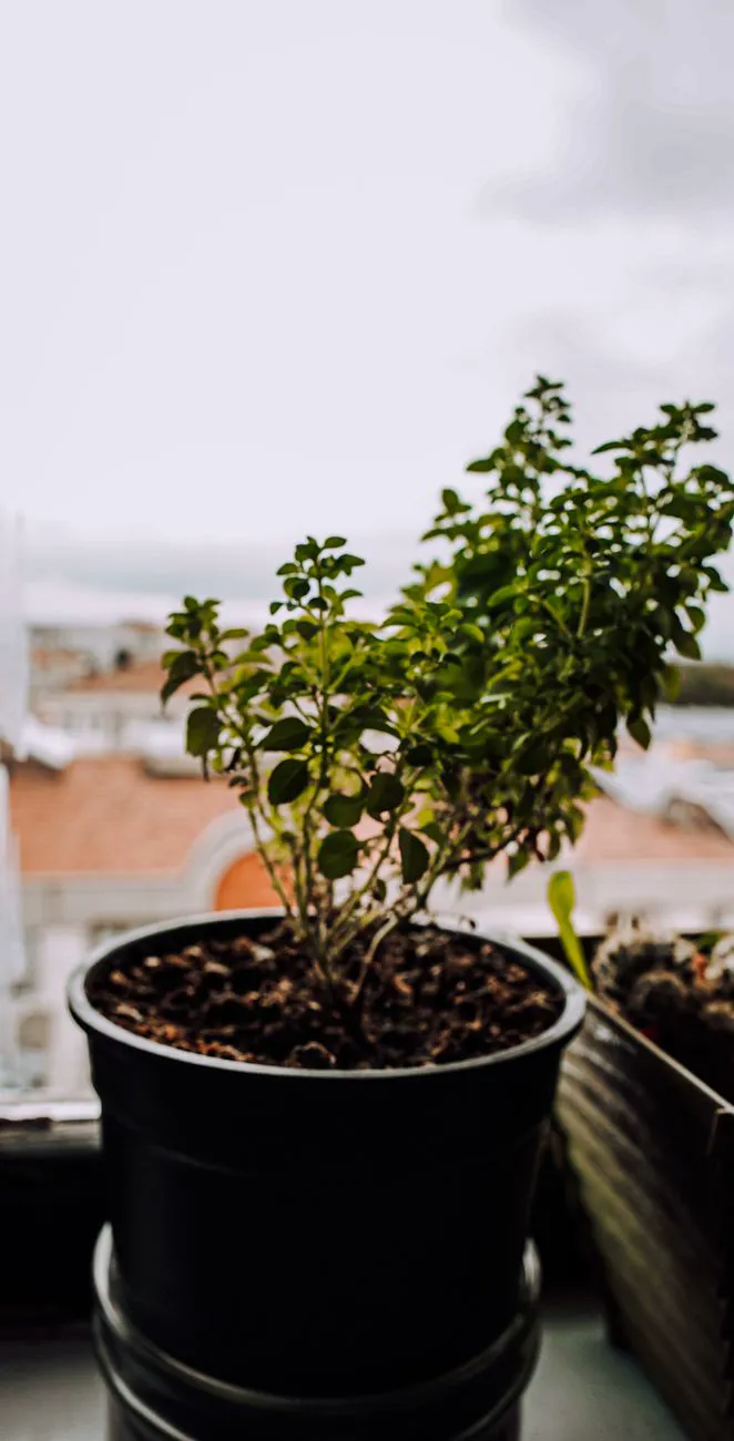 Herbs — A lush potted herb thriving on an indoor windowsill with a blurred urban backdrop.