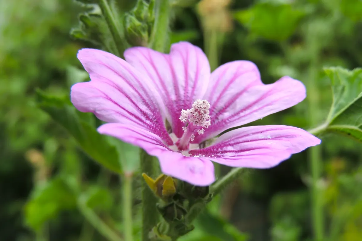 How to grow mallow — pink-striped Malva flowers on a tall leafy stem