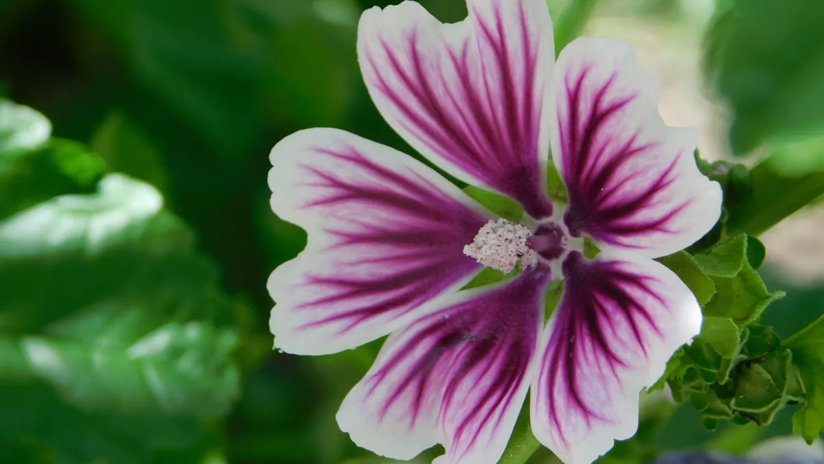Close-up of a blooming purple and white common mallow flower.