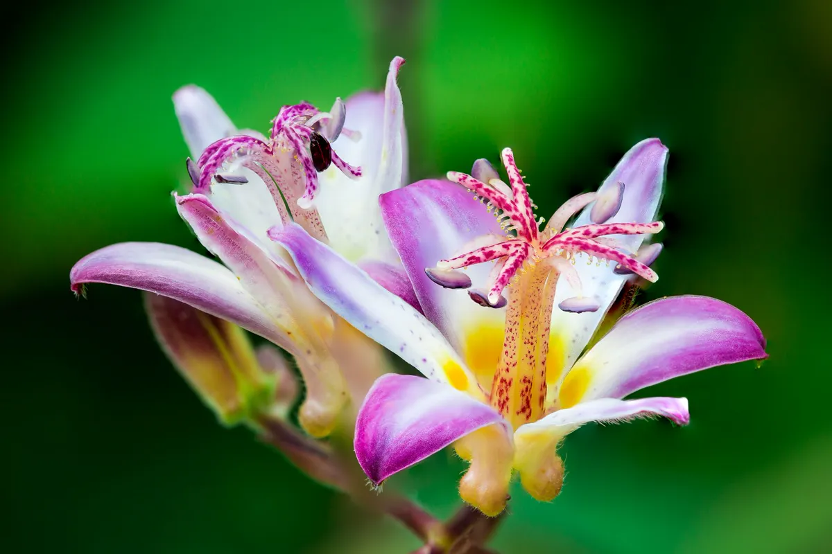 Toad Lily — Macro shot of purple and white Toadlily flowers in full bloom against.