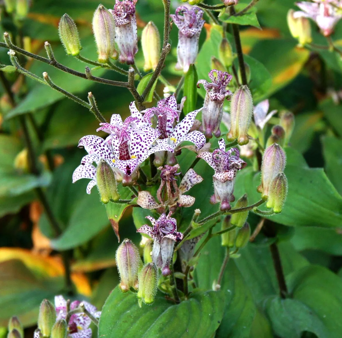 Toad Lily — Tricyrtis formosana.