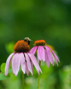 How to Make a Pollinator Garden