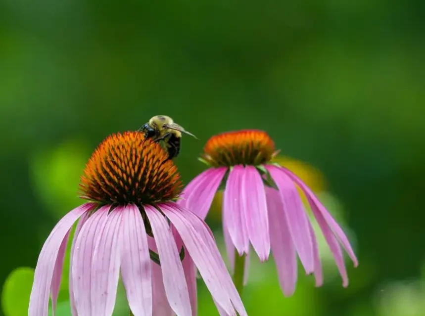 How to make a pollinator garden — bumblebee feeding on a purple coneflower in a pollinator garden