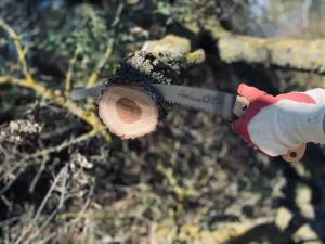 How to Prune Fruit Trees