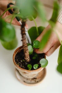 How to Prune Houseplants